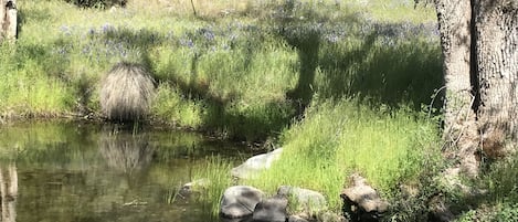 Pegleg Creek in the springtime