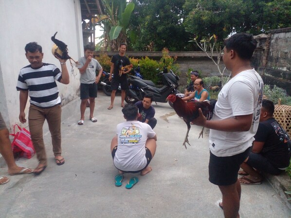 local activities (mebong-bong/cockfighting