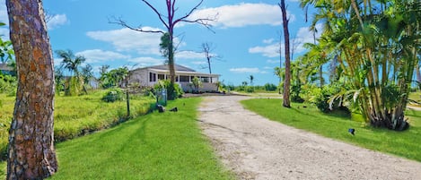 Driveway to the property