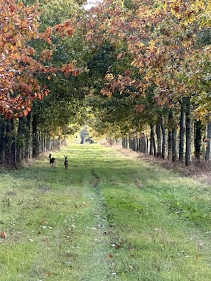 Overnatningsstedets område