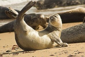 Not to be missed coloney of grey seals a short drive from the site