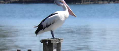 Pelican papradise