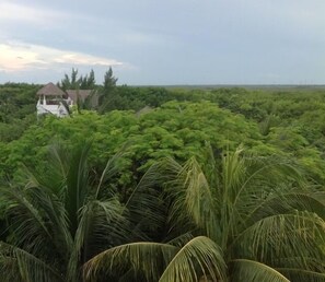 Watch the sun set over the mangrove jungle.
