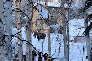 Step outside to your private entrance and find yourself surrounded by a pristine Alaskan landscape. Explore the sprawling spruce and birch trees, perhaps even catching a glimpse of local wildlife.