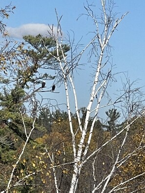 2 Bald Eagles watching over you.