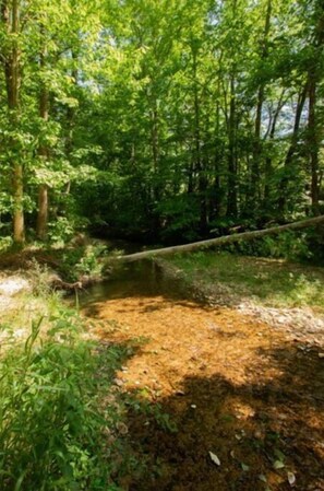 A hike in the woods……I have the sweetest2 dogs Lew and Sally who may join you