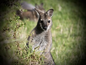 One of the locals at Yambacoona House 