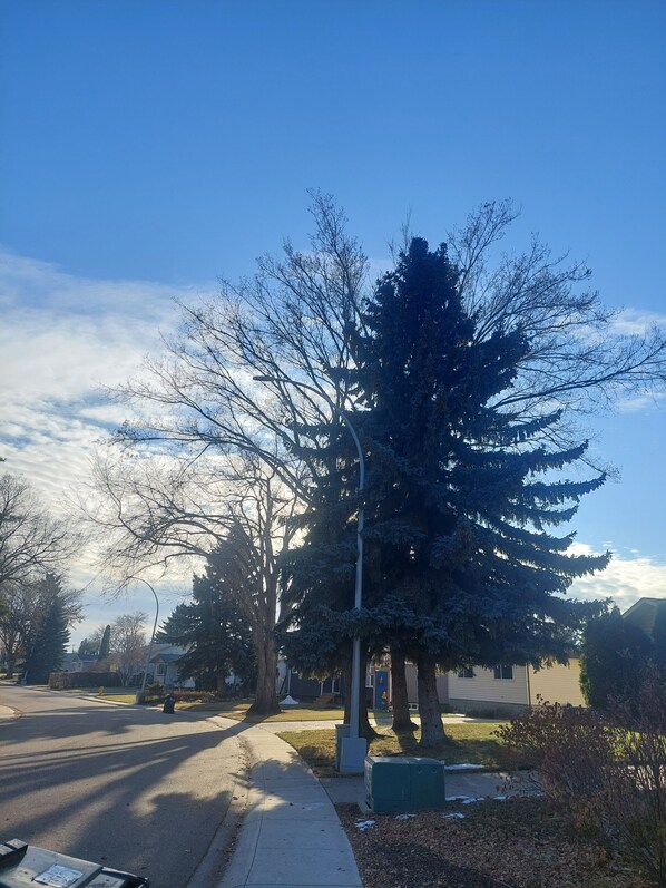 Tree lined mature neighborhoof