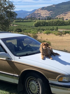 Pet-friendly