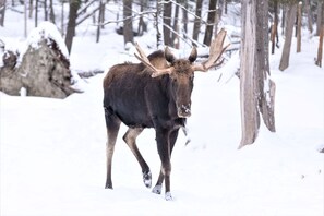Hopefully, you get to see our Moose population at home or in town