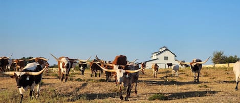 Longhorns