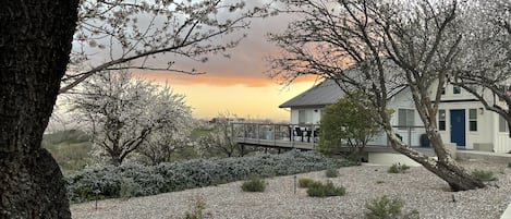 The beautiful almond blossoms in spring and a lovely sunset.