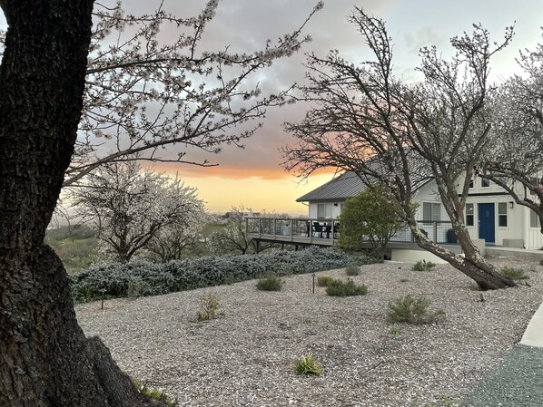 The beautiful almond blossoms in spring and a lovely sunset.