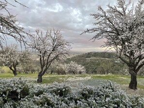 Set high on a hill overlooking hundreds of acres of historic almond trees.