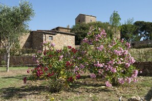 Blume, Pflanze, Baum, Frühling, Strauch, Ländliches Gebiet, Blühende Pflanze, Die Architektur, Haus, Pflanzengemeinschaft