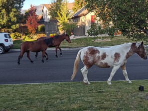Experience the enchantment of nature: Enjoy frequent visits from wild horses.