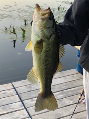 Fishing from the dock