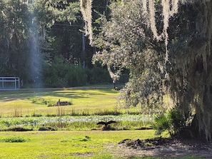 moss hanging from the trees