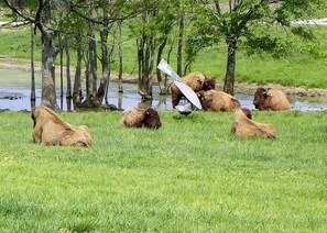 Tupelo Buffalo Park & Zoo