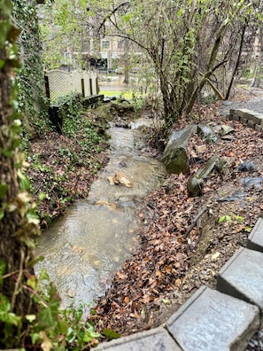 Creek right off the back of the cottage!