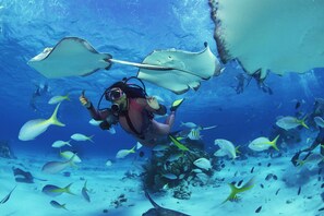 Divers