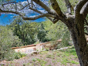 Plant, Natural Landscape, Branch, Tree, Wood, Twig, Trunk, Shade, Groundcover, Grass