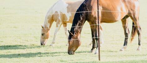 Meet the horses