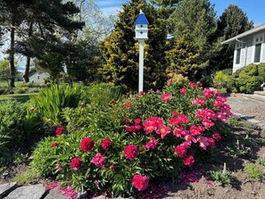 Spring peonies.