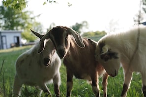 Three little goats