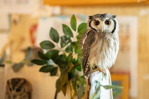 It is an inn with an owl