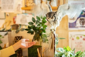You can touch the owls and take pictures (they may be closed).