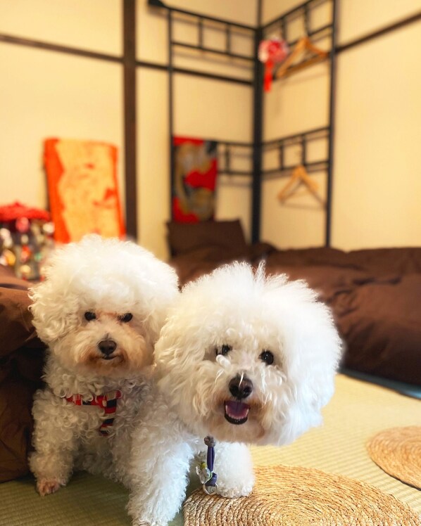 Up to 2 small dogs OK! (10kg or less) +2500 yen