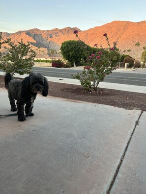 Pet-friendly