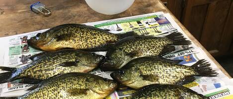 Fall Fishing on Rat Root River ( crappies) 