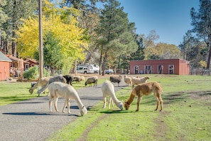 Shared Yard | Livestock