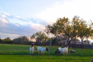 Spoiled pet goats in search of com
