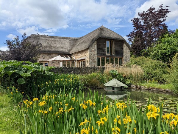 Lillies on the duck pond