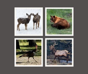 Abundant Wildlife