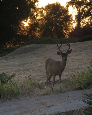 Side yard