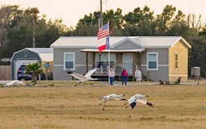 October-March brings migrating Whooping Cranes right to Goose Island Flats!