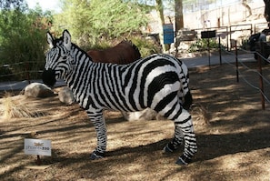 Phoenix Zoo