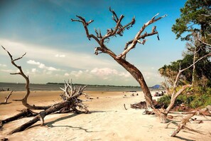 Driftwood Beach