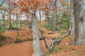 Rich scenery from the creek at the end of the property