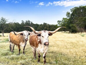 Resident long horns that you may encounter while on property.