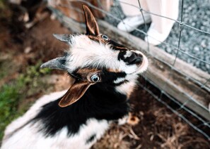 Meet Liam, one of the guests favorite goats!