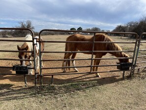 Horse on property