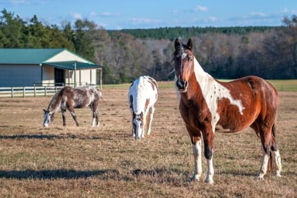 Escape to the serene countryside retreat – where cozy accommodations meet the beauty of equine companionship. Your short-term getaway surrounded by nature and majestic horses awaits.