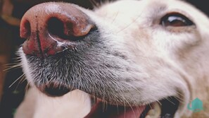 Pet friendly outdoors in secure backyard