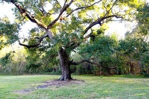 Oak tree protects our half acre yard and offers a tree swing and shade to guests