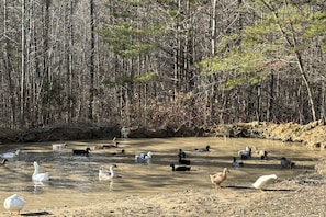 Ducks actively being raised at Land To Table Farm